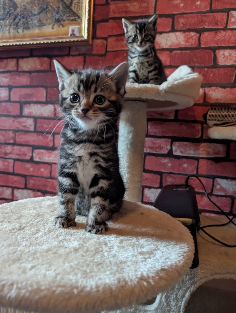 image for Kitten's for sale 
