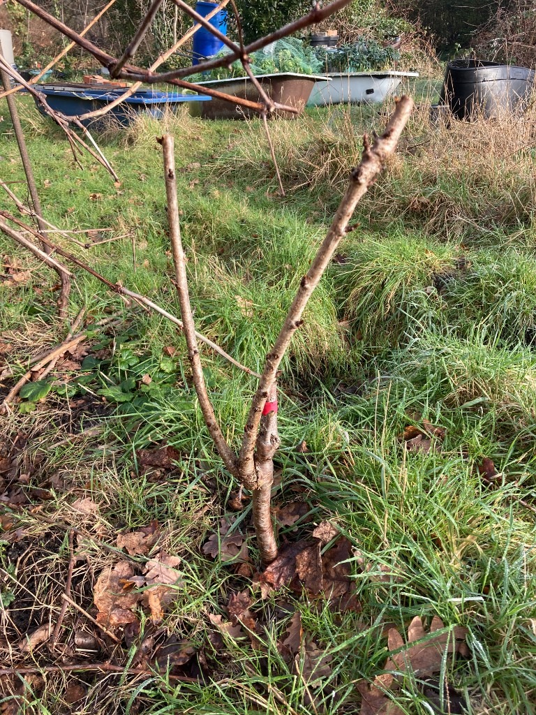 American cherry (Big size cherry) trees (£20 per tree)