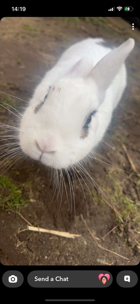 2 year old rabbit for sale 