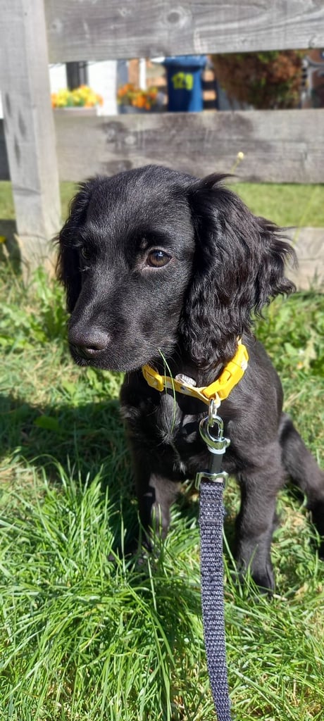 Cocker Spaniel Puppy 
