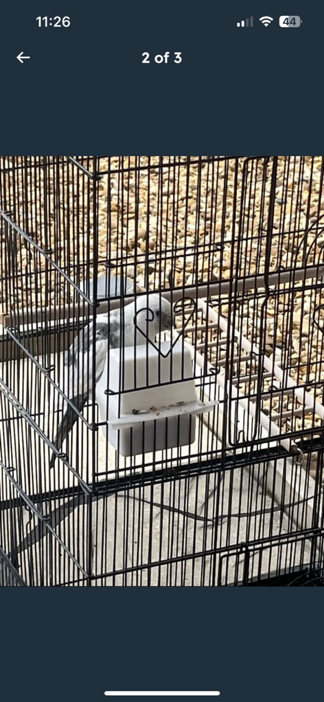 Bird cockatiel and cage 