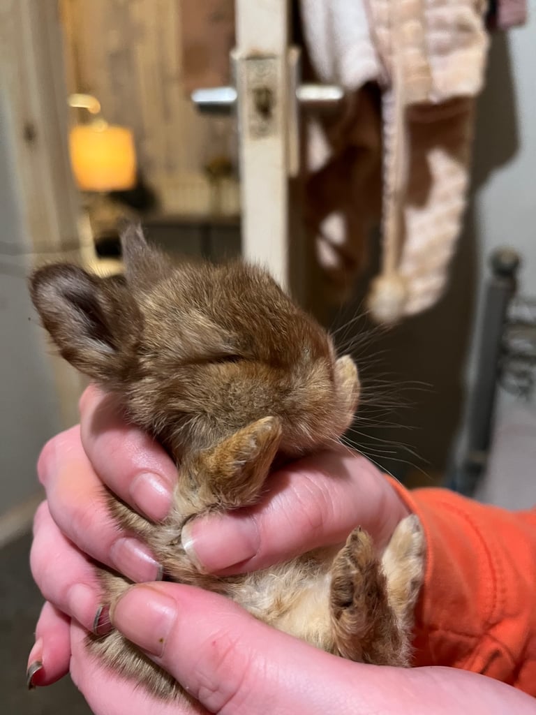 Netherland Dwarf / Minilop 