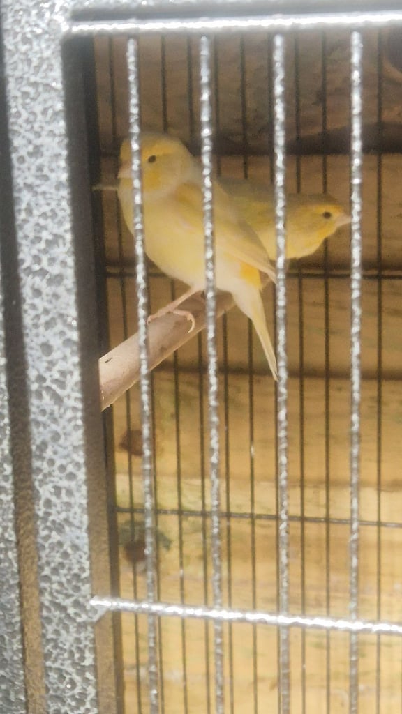 image for Canaries for sale 