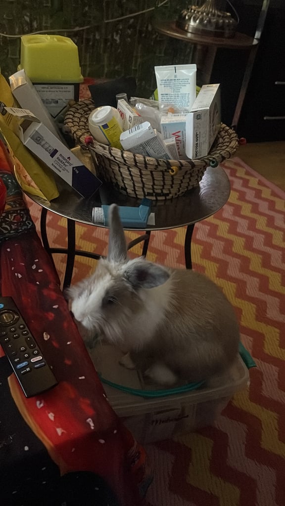 Selling Beautiful Blue eyed baby bunnies in pairs! Manchester based