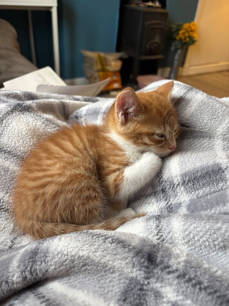 Adorable kittens for sale