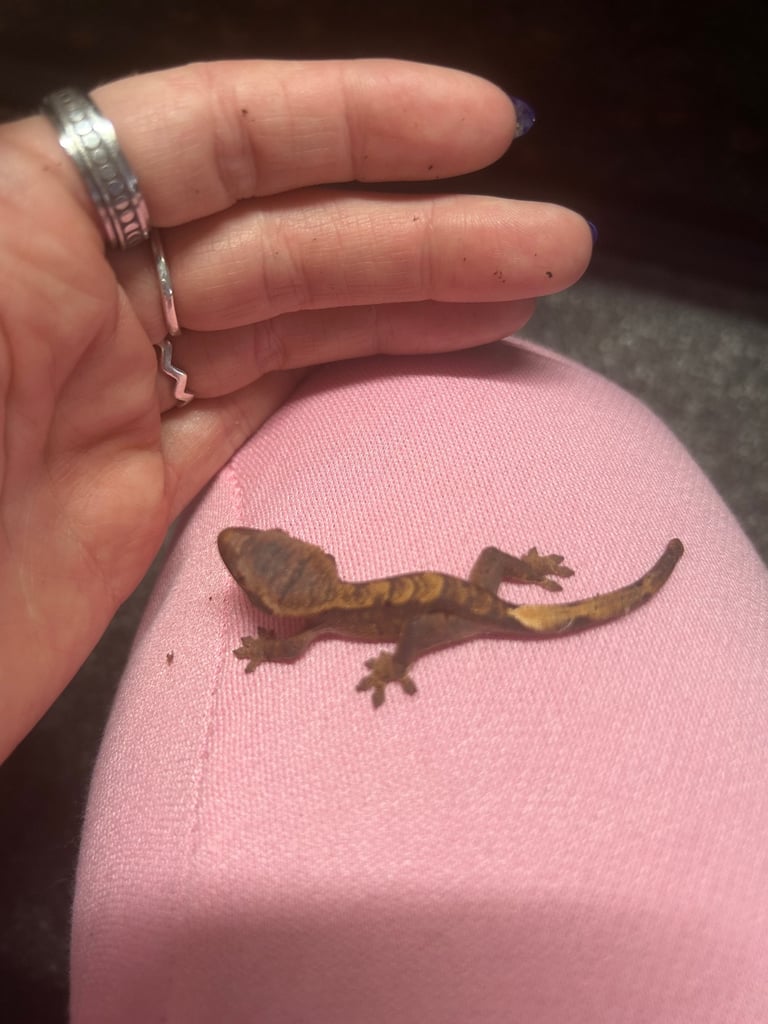 image for Crested Geckos