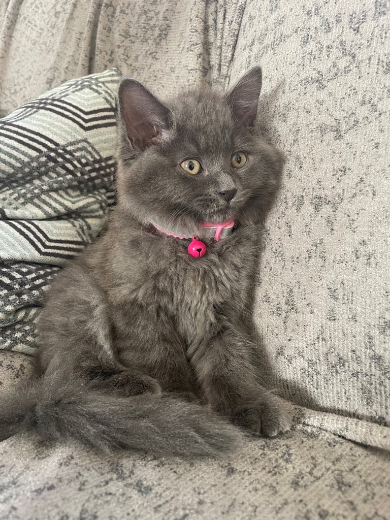 Female Russian long haired kitten 4 months old 
