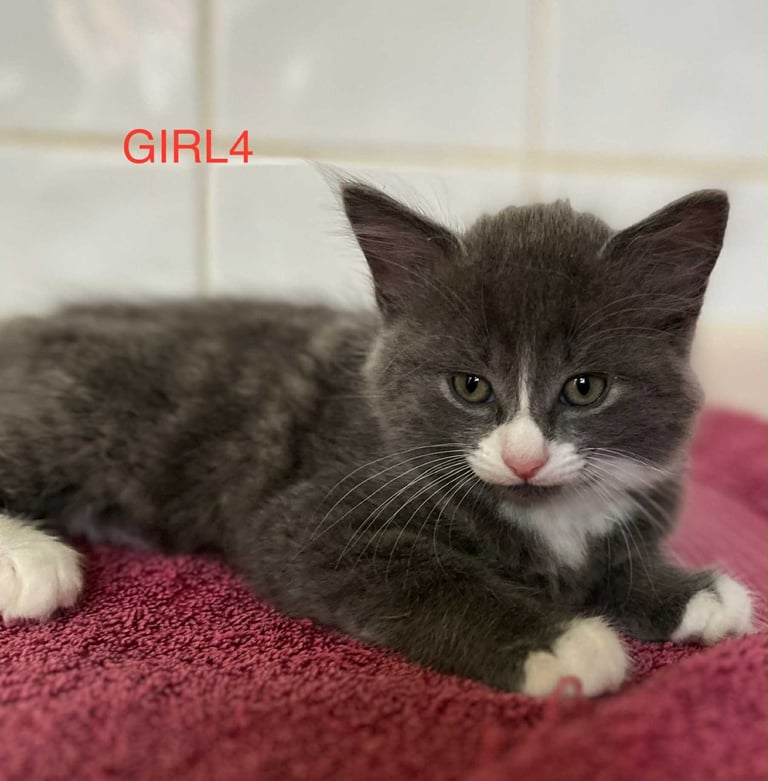 Wonderful kitten for sale 
