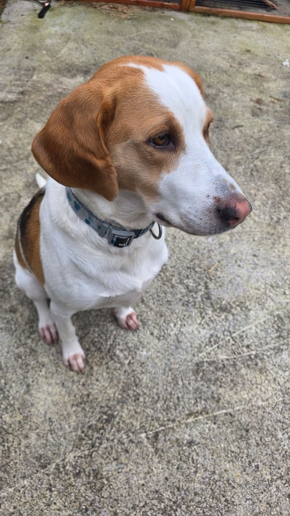 4 year old beagle cross lab 