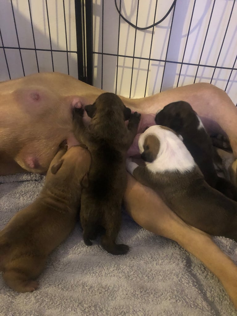 Staffordshire Bull Terrier x puppies for sale