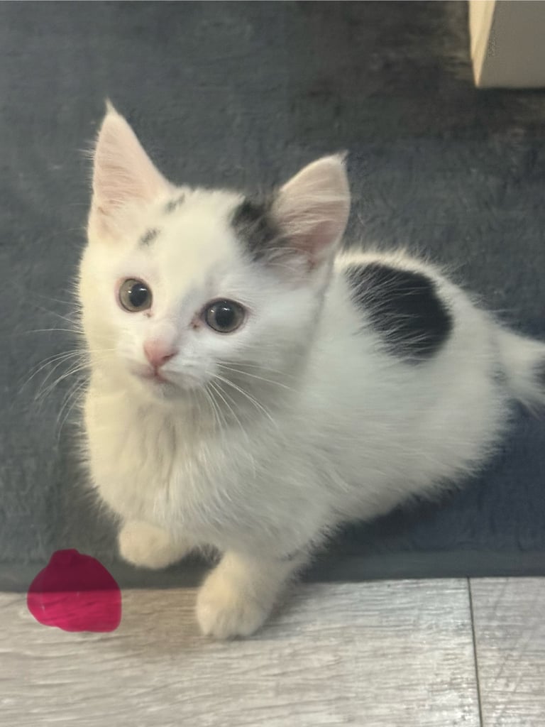 2 beautiful fur baby’s .