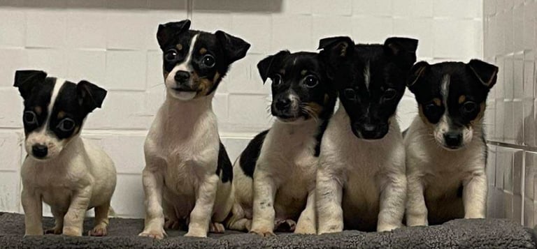 image for Jack Russell’s puppies