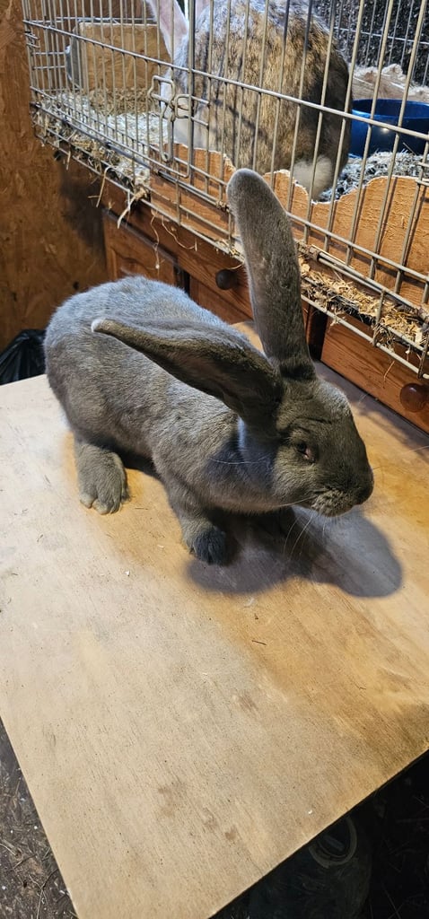 Continental Giant Merle Rabbits Rabbit