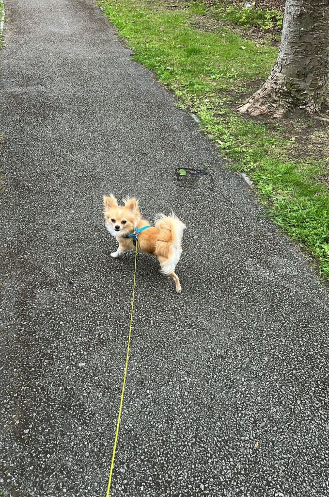 Chihuahua long hair 
