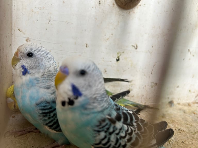 Budgies for Sale, different colours & ages available, all in good health