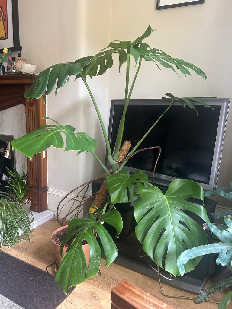 image for Giant Monsterra plant