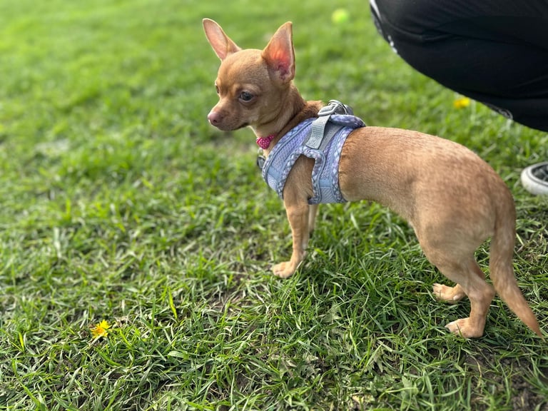 Young chihuahua female