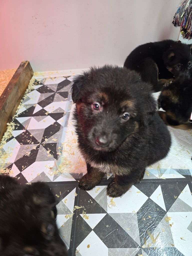 Pure breed German shepherd puppies for sale 