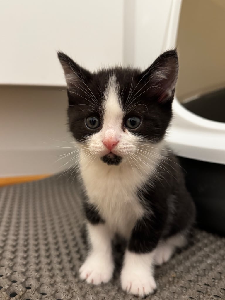 Kittens 