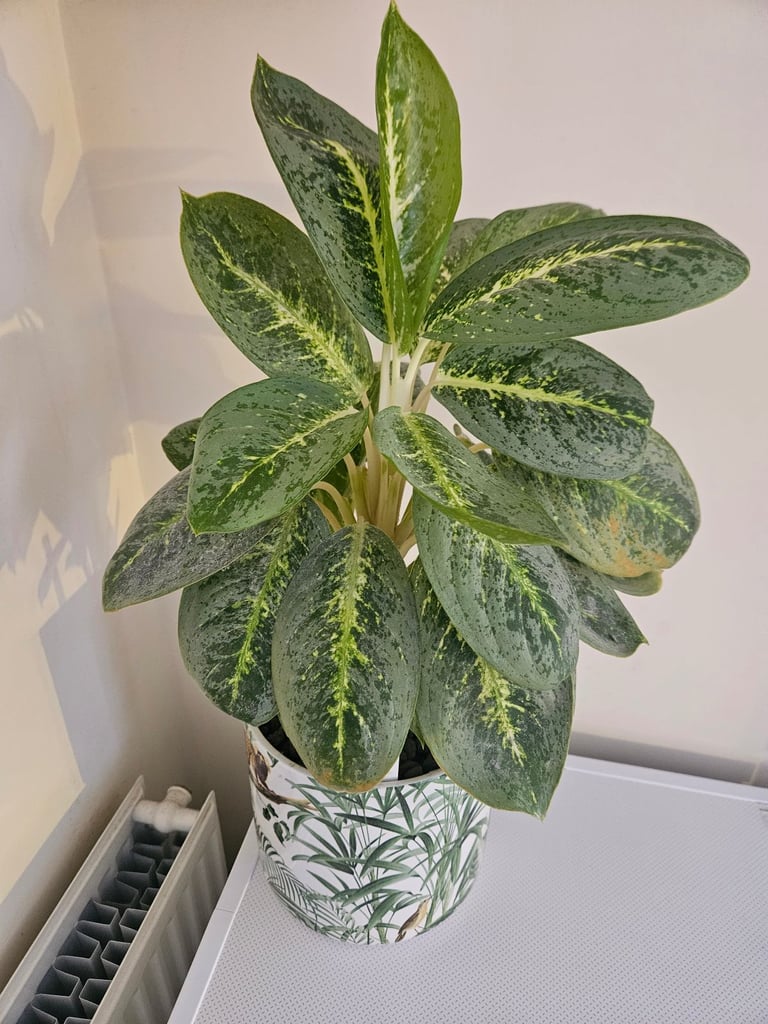 image for Aglaonema Commutatum