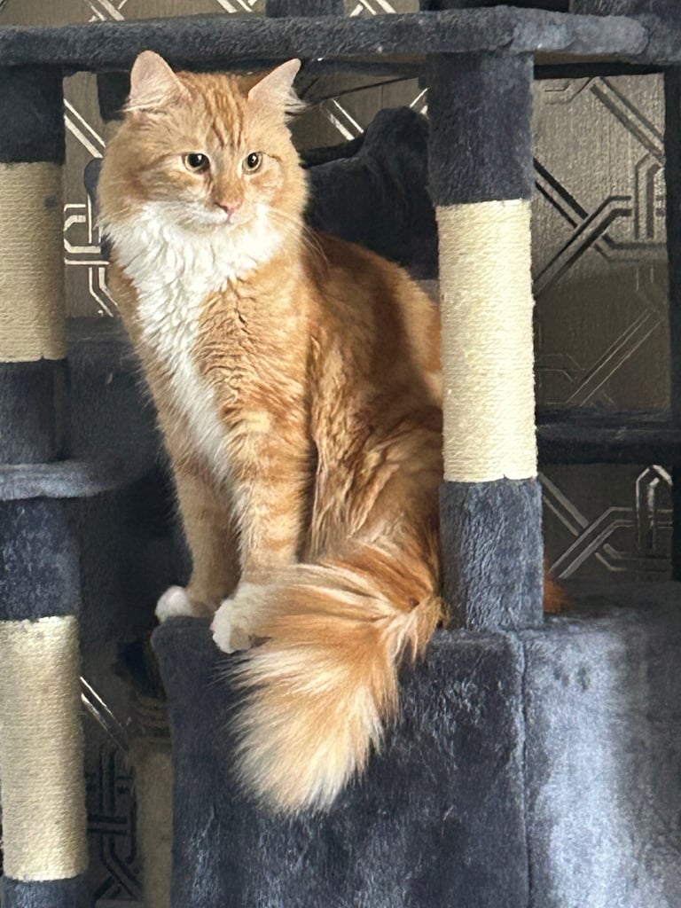 Half Maine coon 