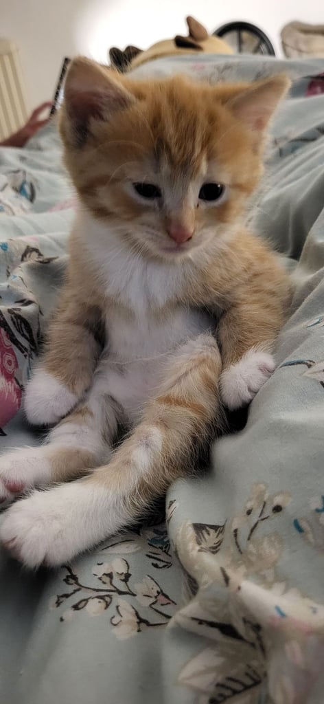 Ginger Kittens – Ready Mid-October – £180 Each