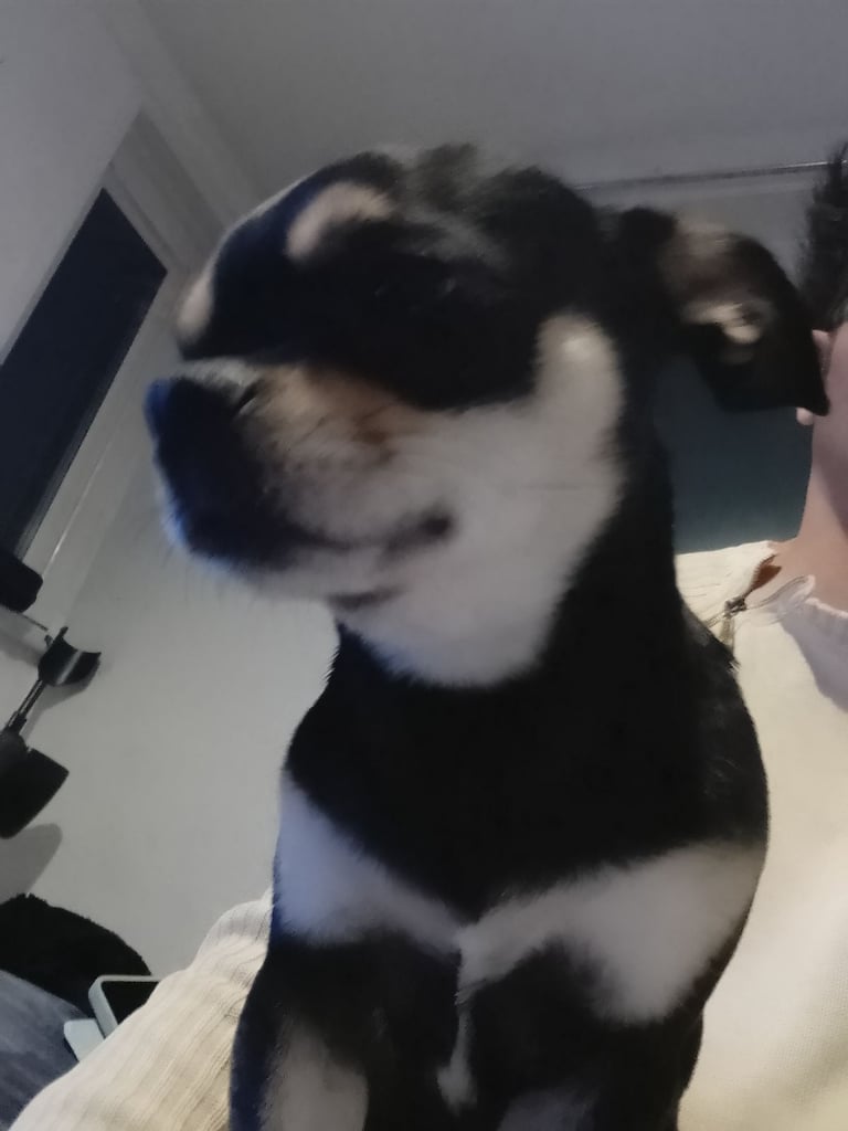 Chihuahua 