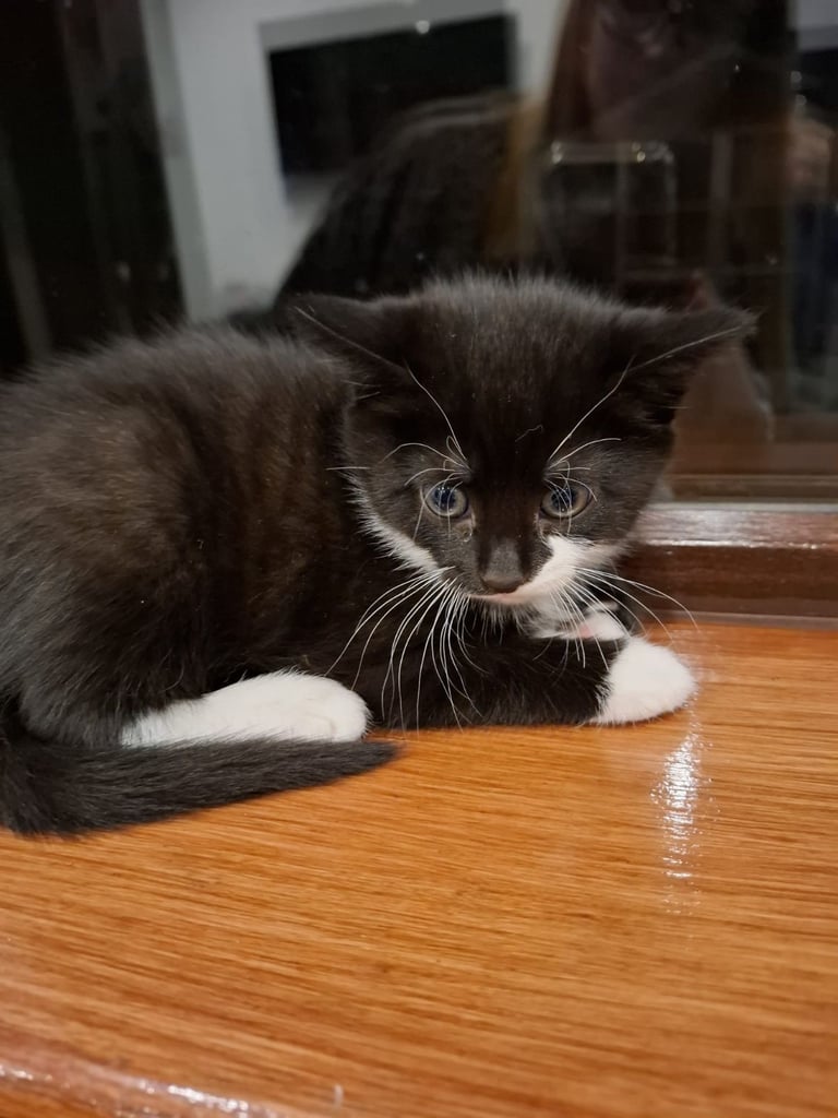 Male kitten ready to go