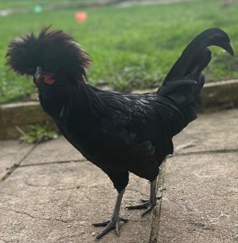 image for Polish Cockerels