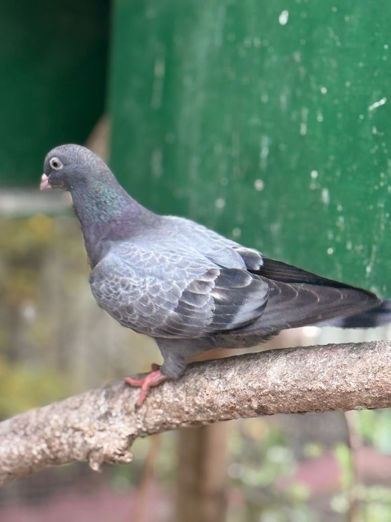 Pigeons for sale 