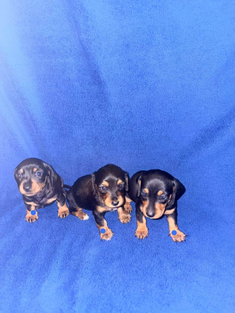 8 dachshund puppies 5girls 3boys