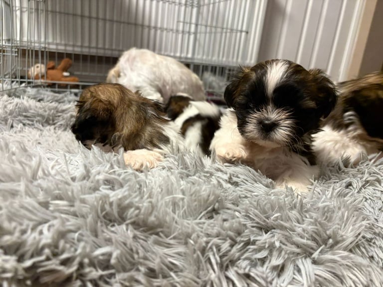 Beautiful puppy for sale