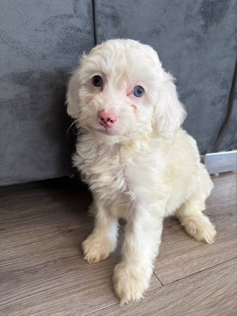 Cockapoo puppies 