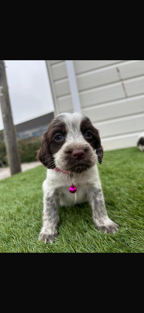 Cocker spaniel puppies4girls1boy left  READYTOLEAVE