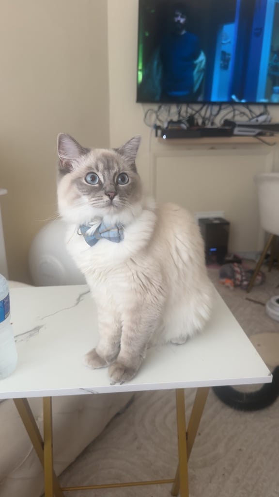 2 x ragdoll cats available. £750 each