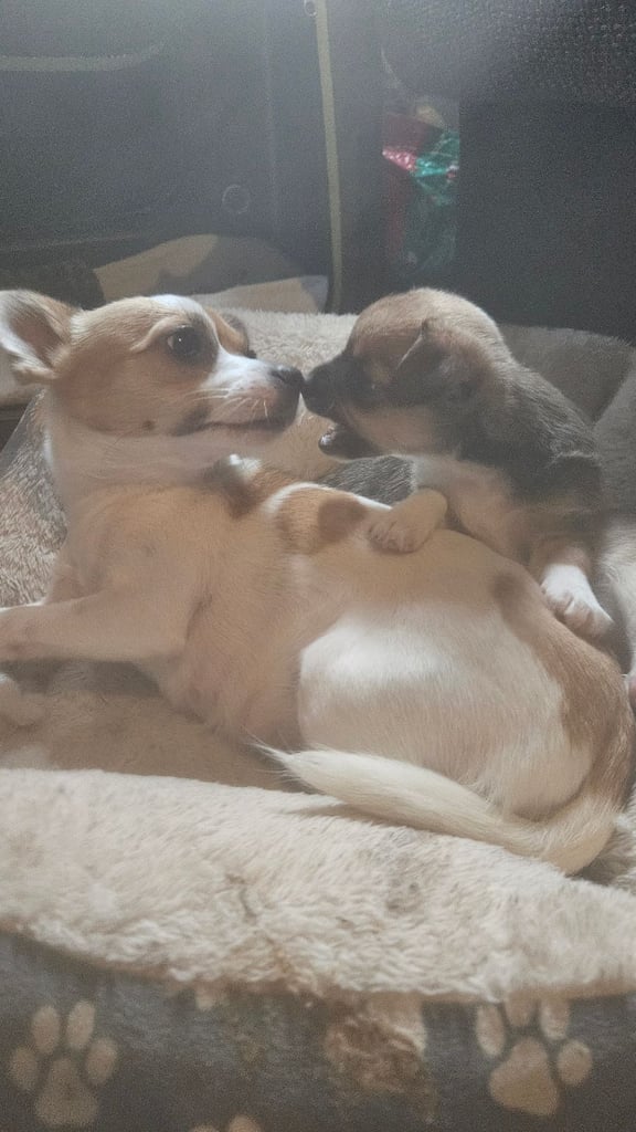 3/4 Chihuahua 1/4 Jack Russell Puppies for sale