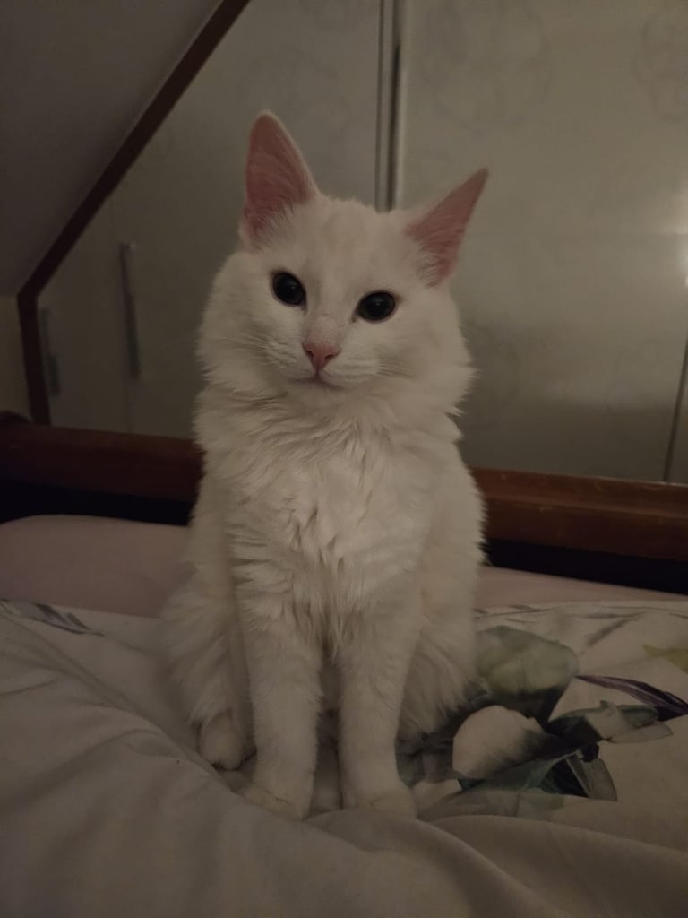 PURE WHITE FEMALE ✨️