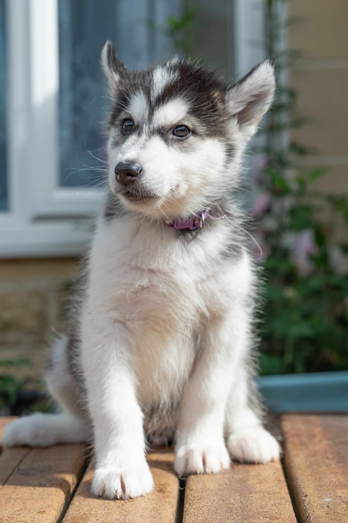 3 Beautiful Husky X Malamute Puppies for sale 