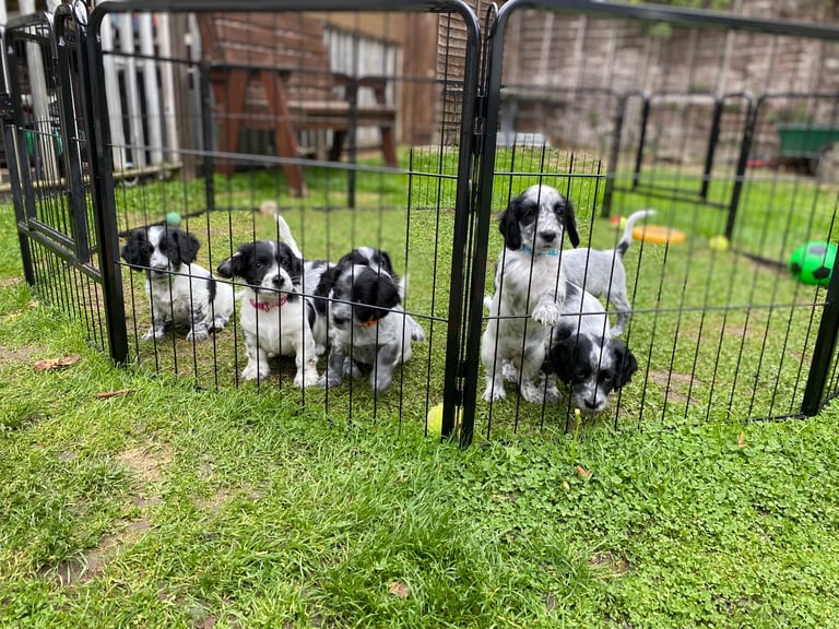 Sprocker Spaniel Puppies 