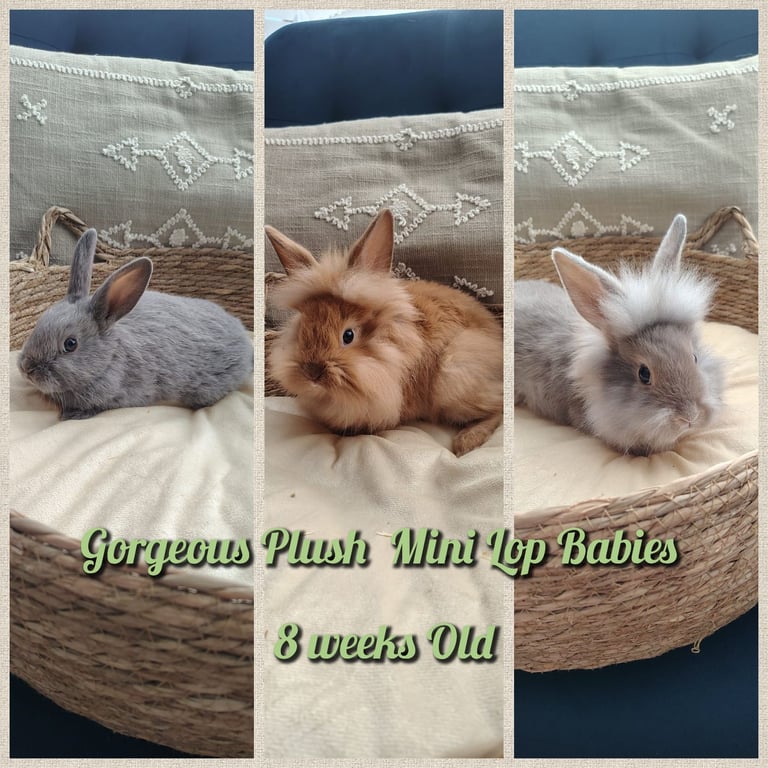 Lovely Mini plush lop babies 