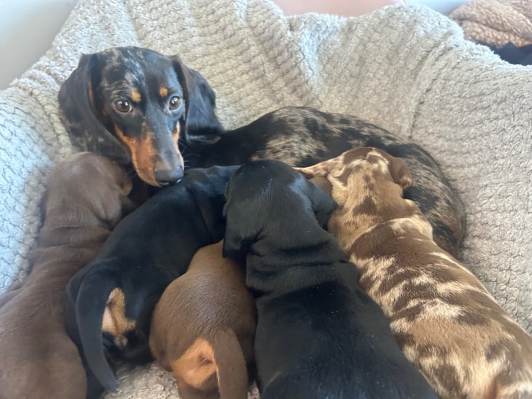 Dachshund puppies 