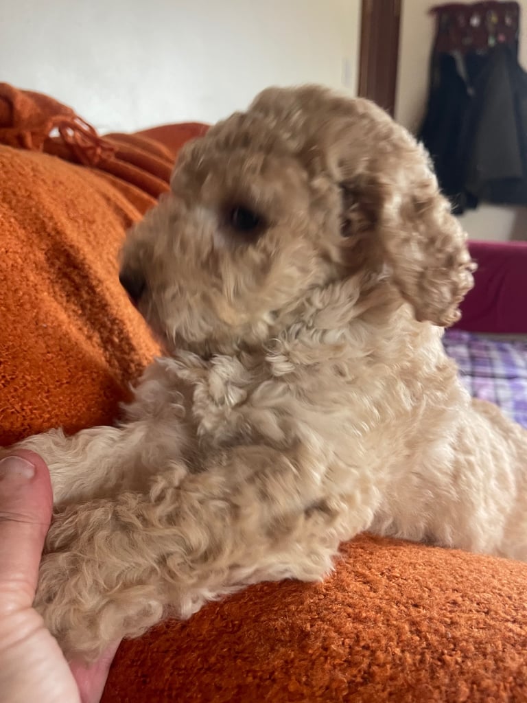 Labradoodle Puppies For Sale