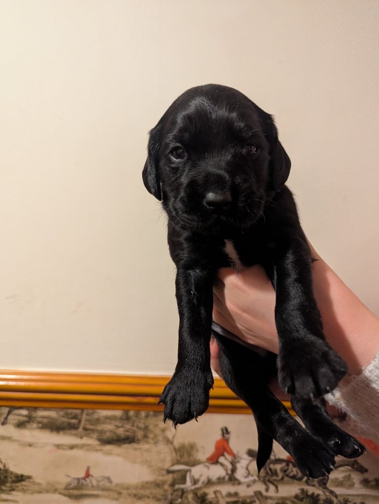 Cockador puppies for sale