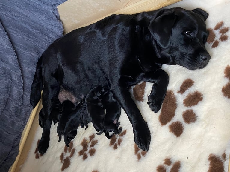 Quality Black Labrador Puppies