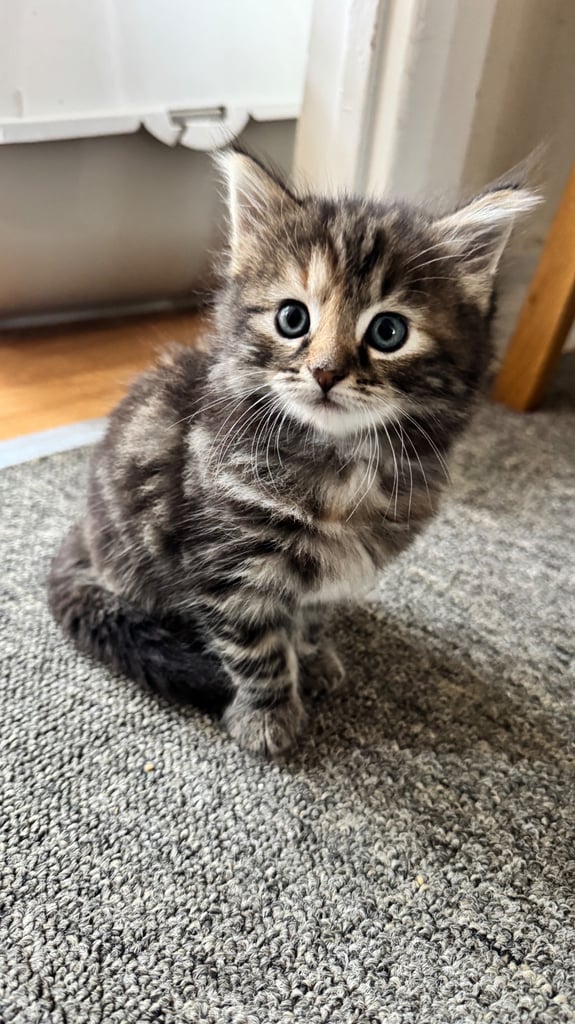 *LAST KITTEN* Girl, Norwegian Forest cross