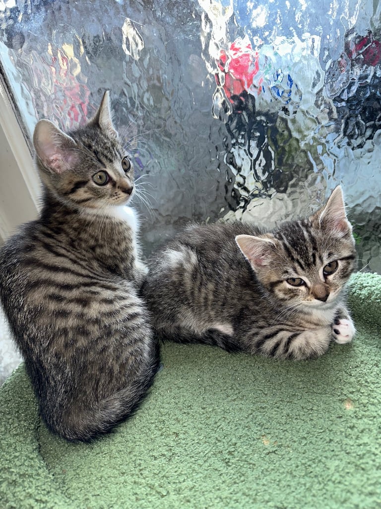 image for Kittens