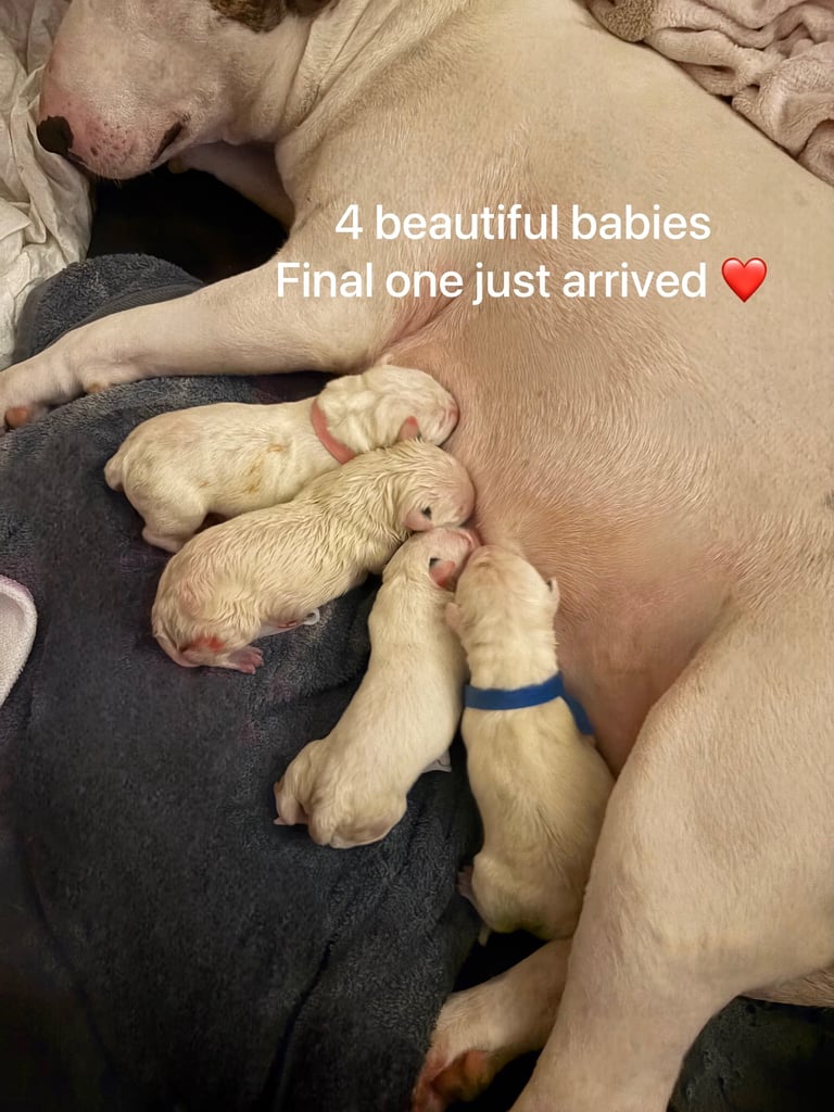 KC English Bull Terrier puppies 🐾