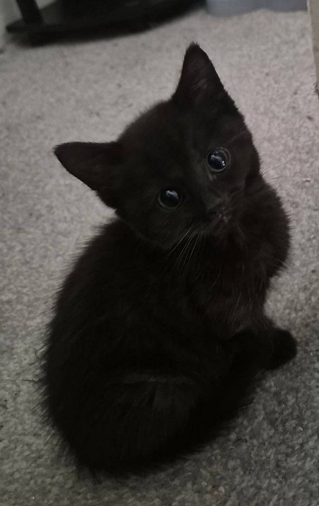 Beautiful Kittens Ready for Forever Home 