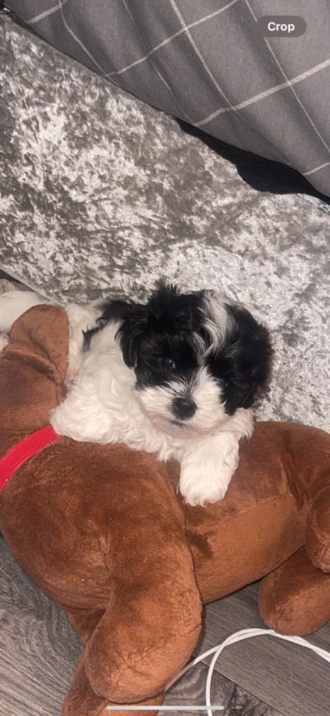 Last female Maltipoo