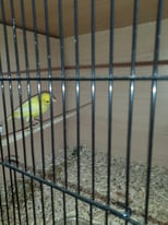 Birds Roller Canaries / Canary 3 x cocks for sale 